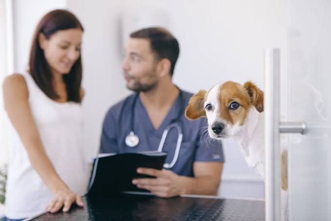 Capacitação profissional: o caminho estratégico para veterinários se destacarem no mercado 1 images 2025 06 09T105927.643